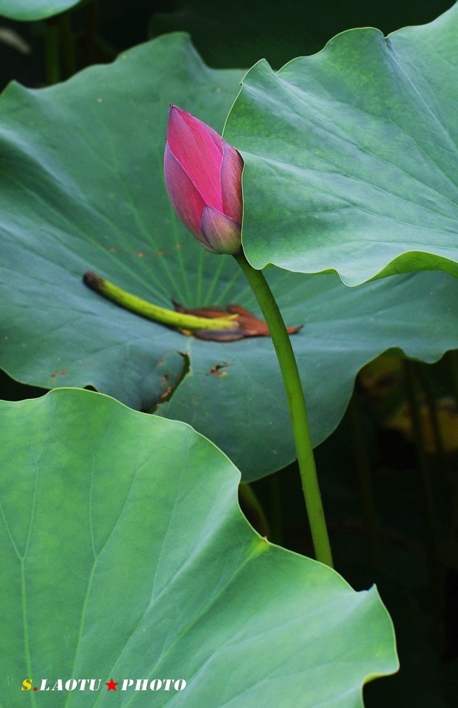 nEO_IMG_IMGP4603.jpg