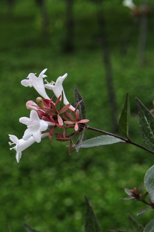 c_LB14286.jpg