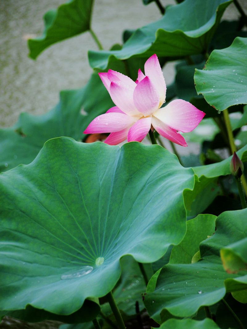 U7025792.jpg