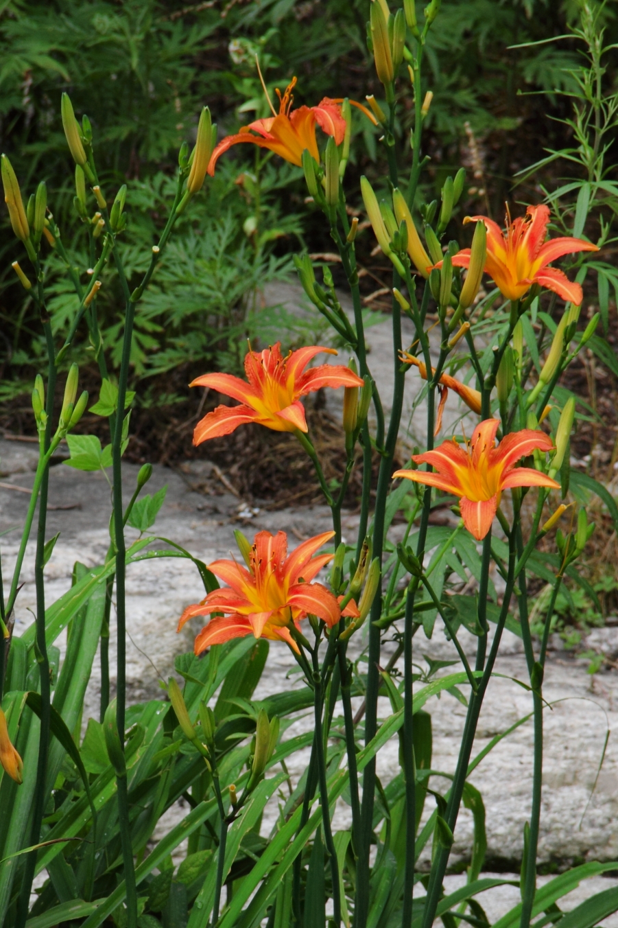 IMG_0141.JPG