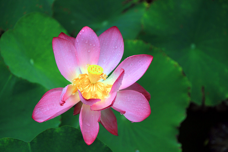 公园 046_副本.jpg