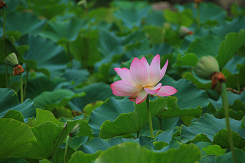 公园 004_副本.jpg