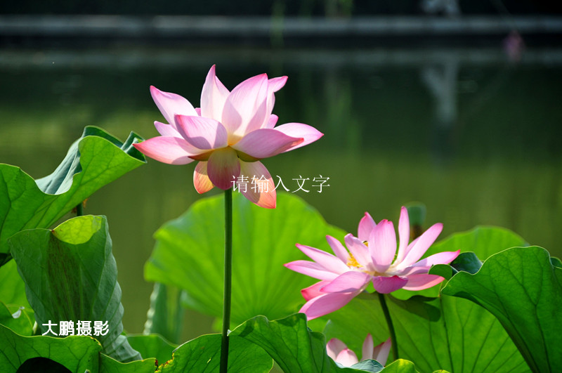 出淤泥而不染