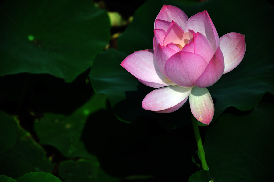 DSC_0319.JPG
