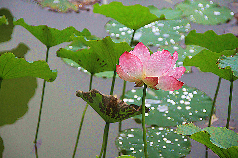 公园 035_副本.jpg