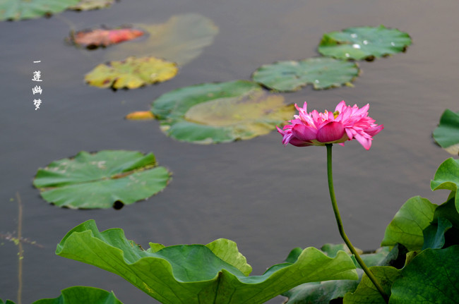 DSC_1685.jpg