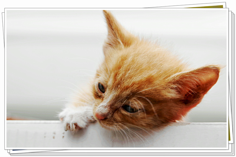猫咪001.jpg