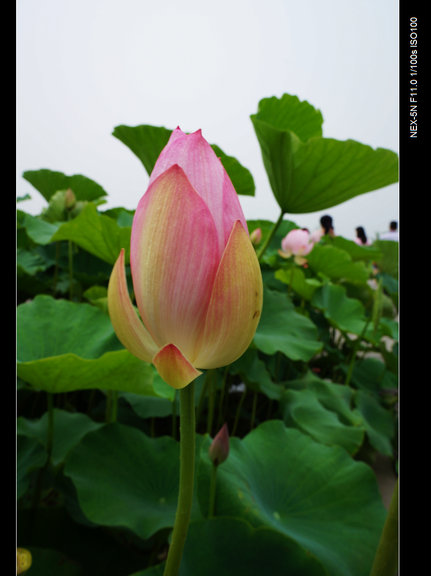 DSC05902.jpg
