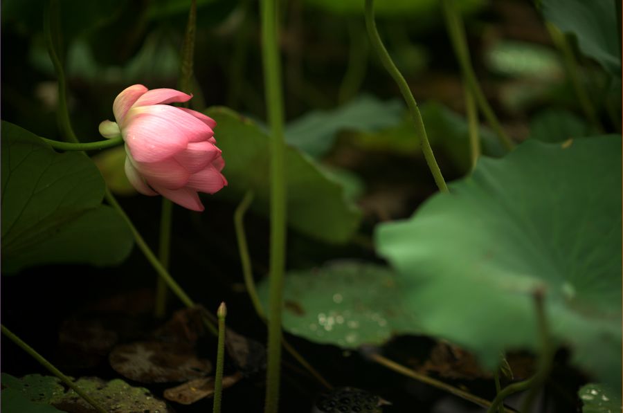DSC_0688.jpg