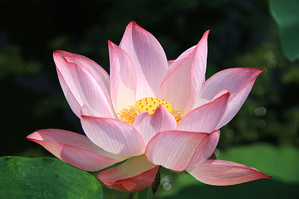 花 021_副本.jpg