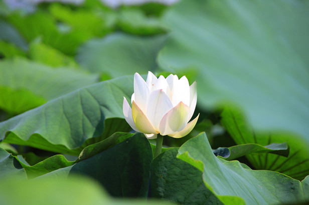 花 002_副本.jpg