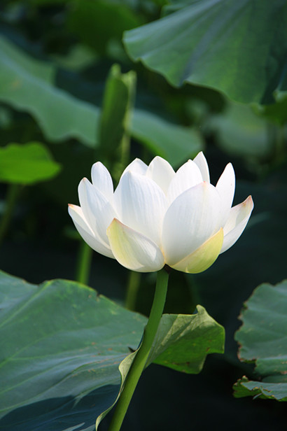 花 003_副本.jpg