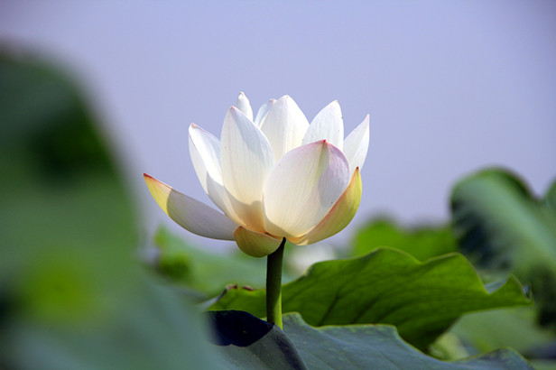 花 006_副本.jpg