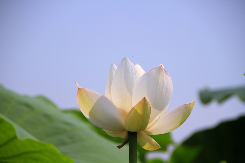 花 007_副本.jpg