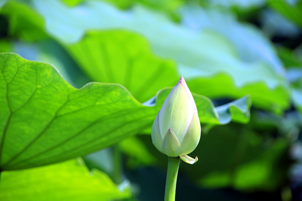 花 012_副本.jpg