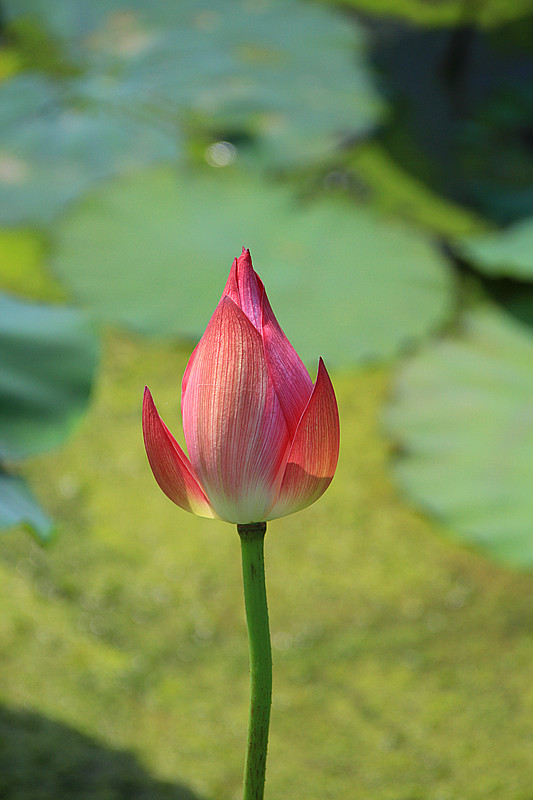 花 015_副本.jpg