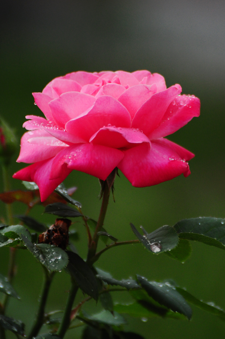 DSC_6662.JPG