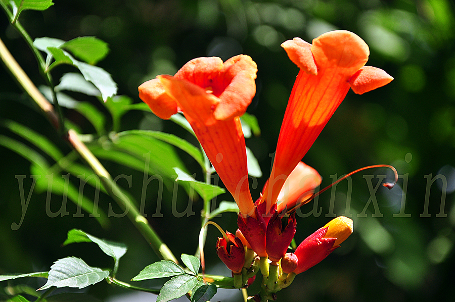 DSC_1756.JPG