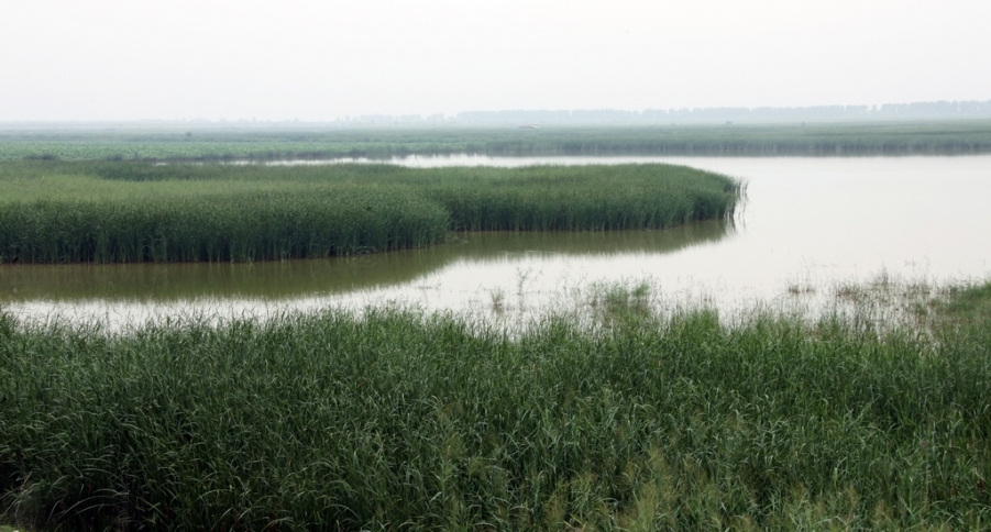 夏季的黄河湿地一角 (1).jpg