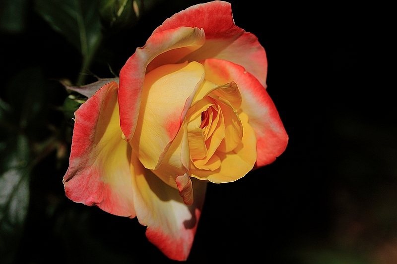 IMG_7281DPP_.jpg