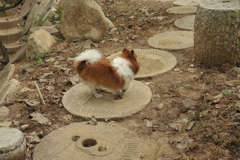 DSC_9911.JPG