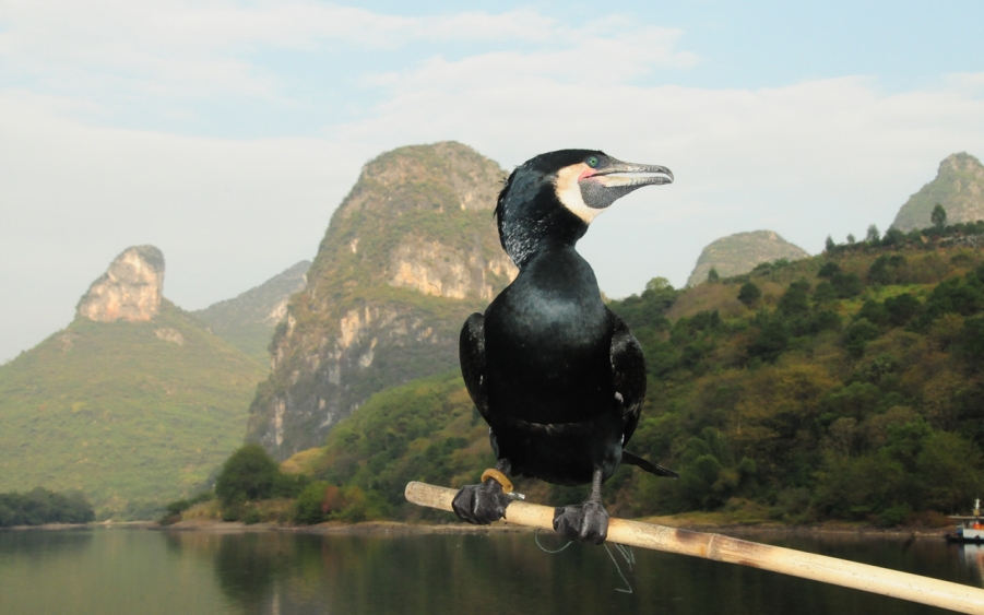 阳朔山下鸬鹚（鱼鹰）