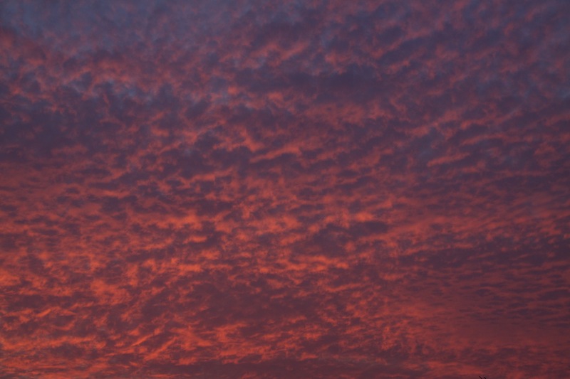 _MG_2563.jpg
