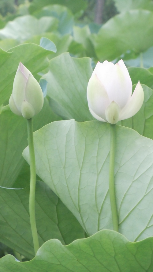 照片 064.jpg