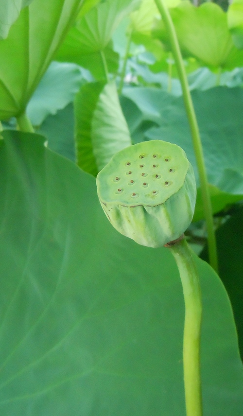 照片 086.jpg