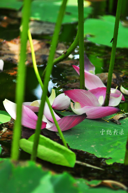 DSC_1689.jpg