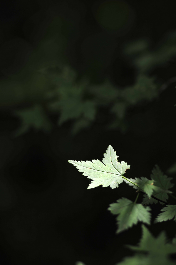 c_LB16057.jpg