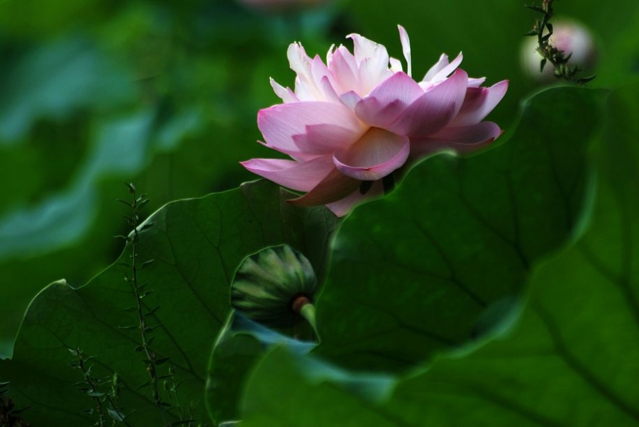 DSC_0341.JPG