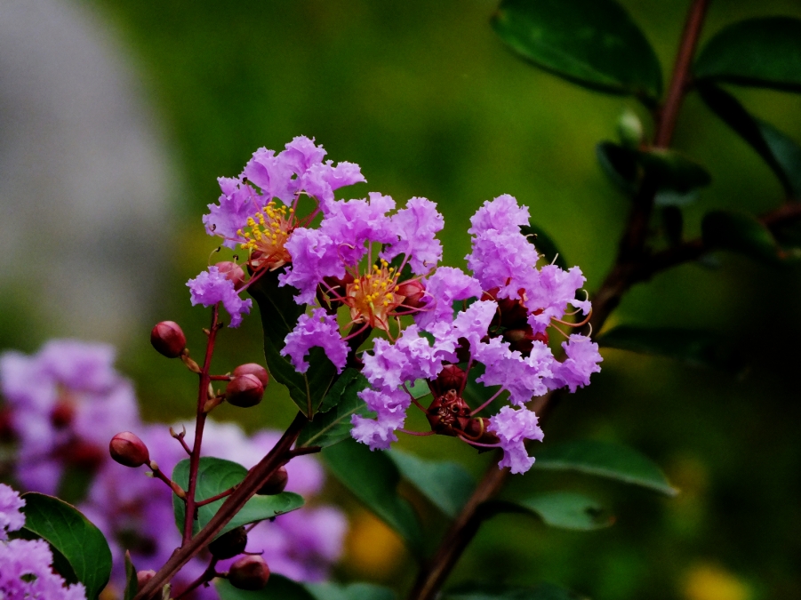 DSCF9275.JPG