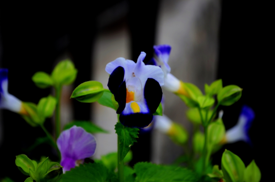 DSC_3349.JPG