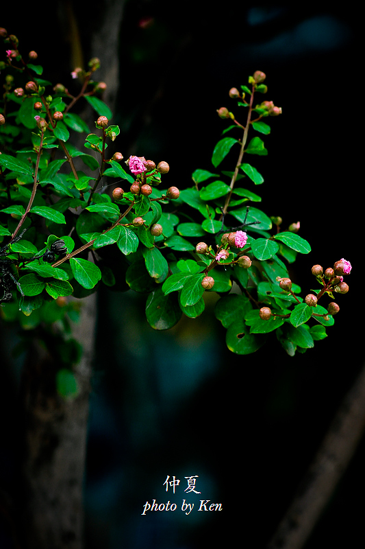 _MG_7651.jpg
