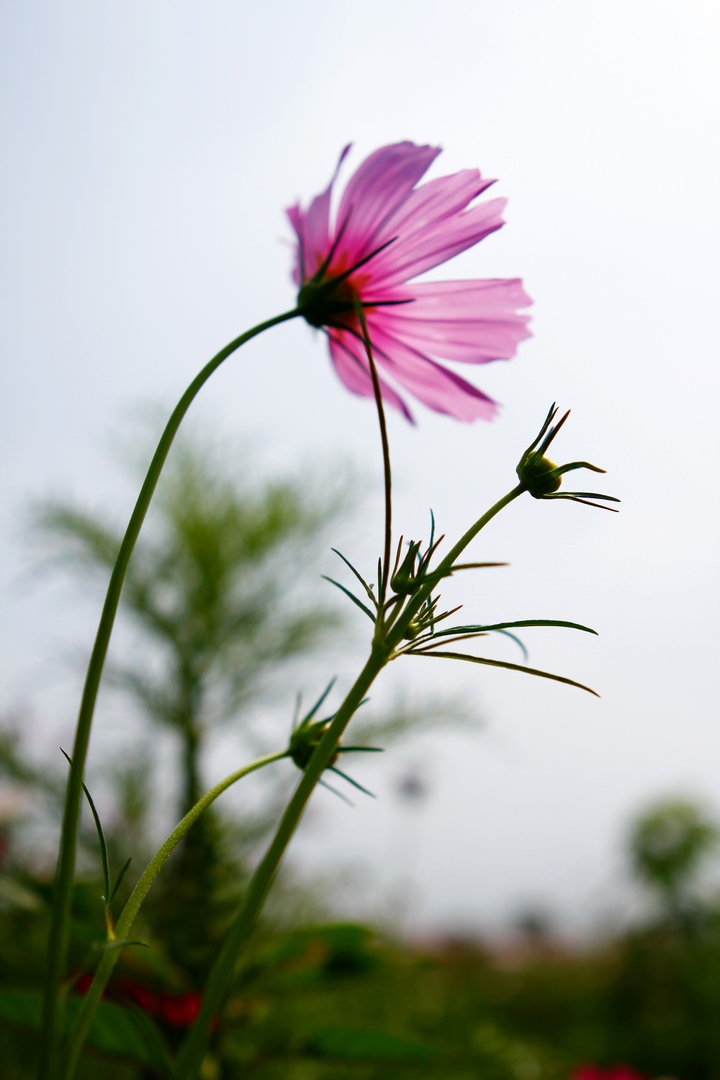 _MG_9385.JPG