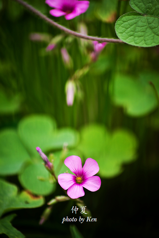 _MG_8804.jpg
