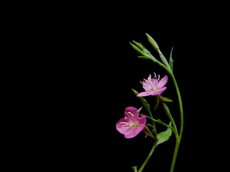 a17655080_s.jpg