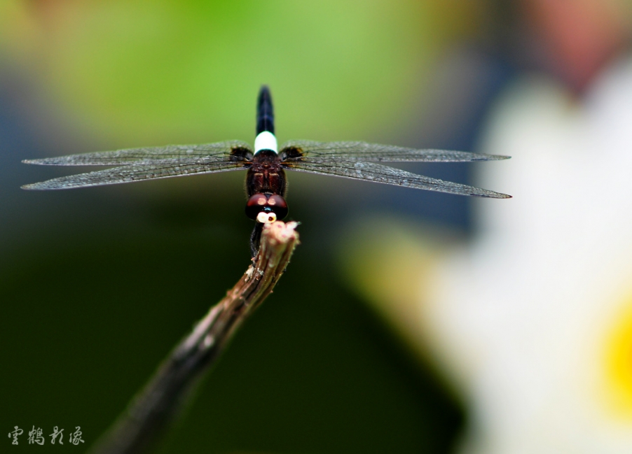 DSC_1815.jpg