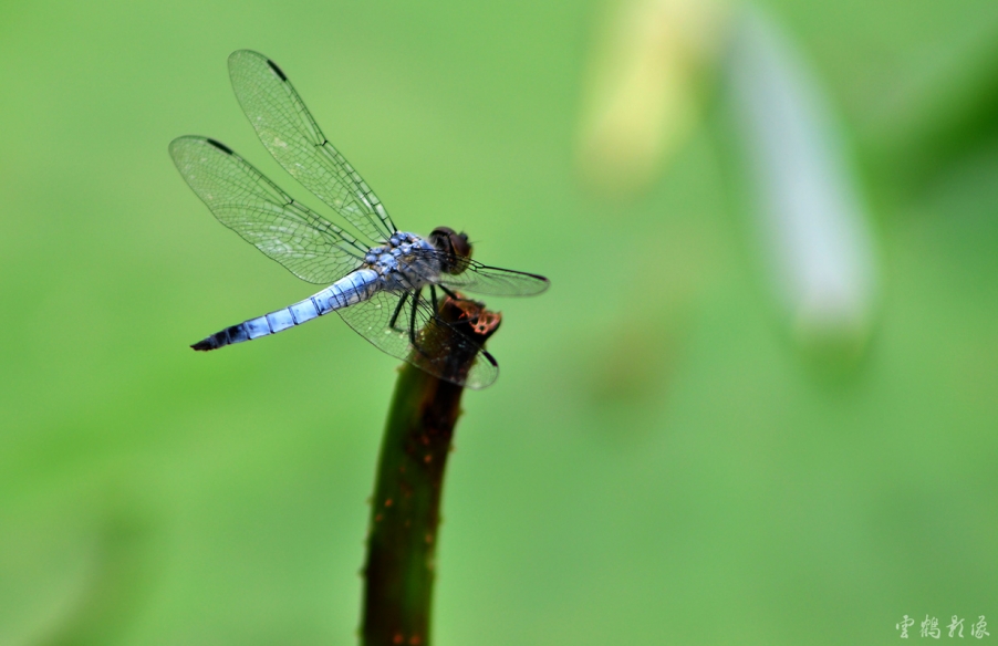 DSC_1817.jpg