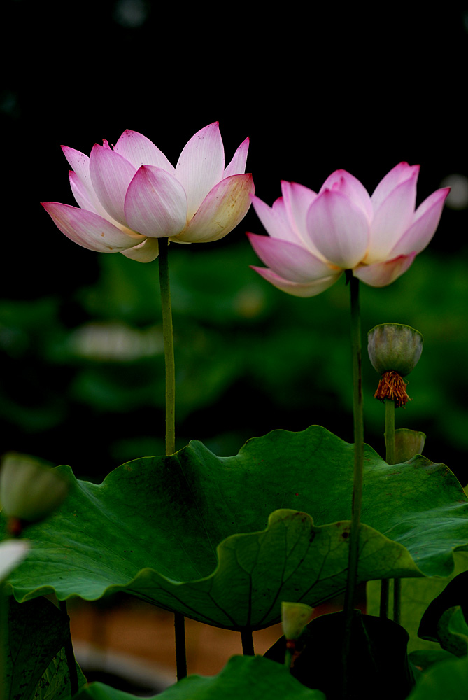 荷花. (40).jpg