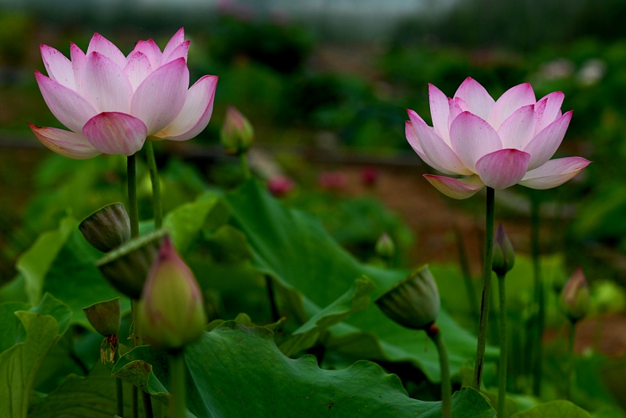 荷花. (49).jpg
