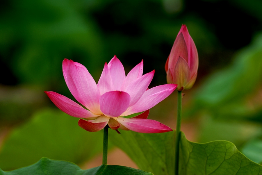 荷花. (47).jpg