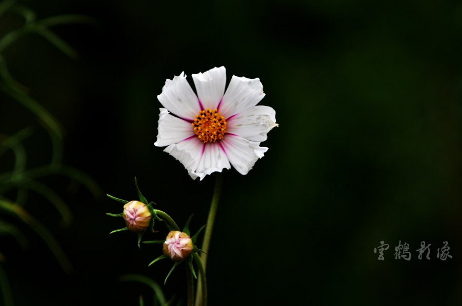 DSC_1597.jpg