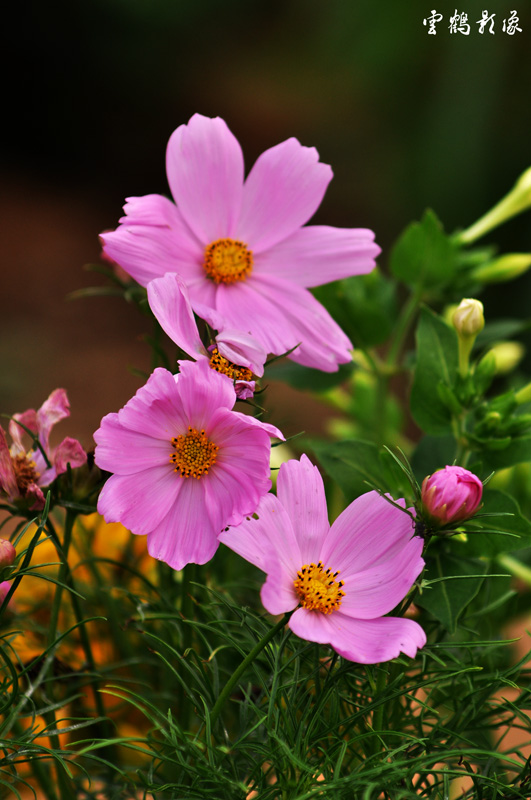 DSC_1608.jpg