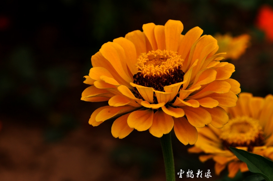 DSC_1619.jpg