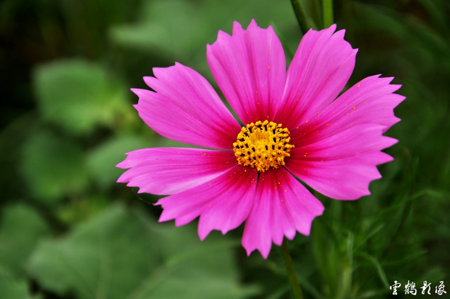 DSC_1658.jpg