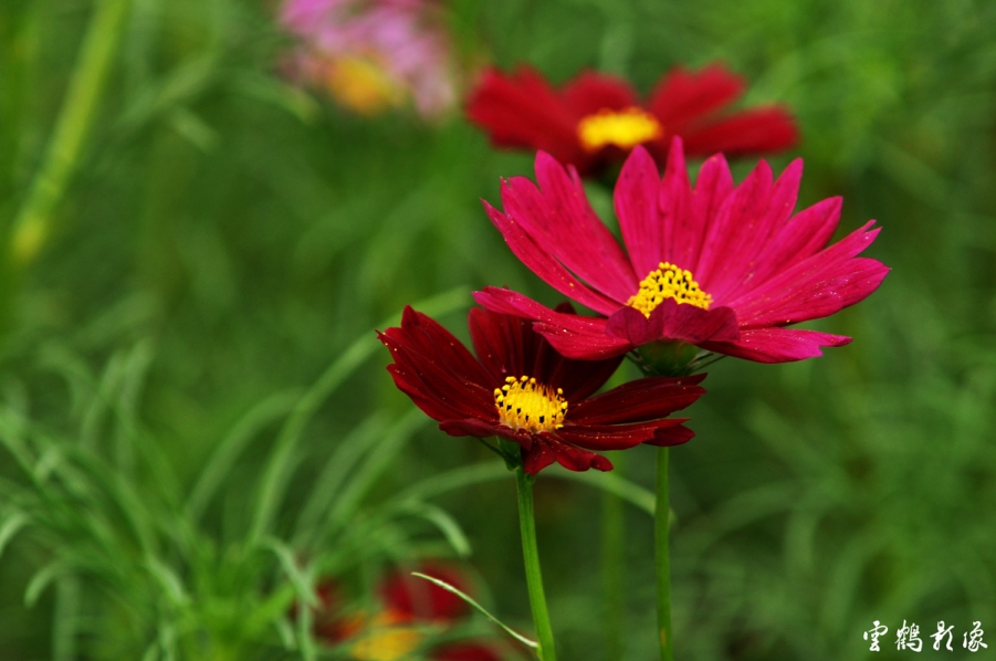 DSC_1678.jpg
