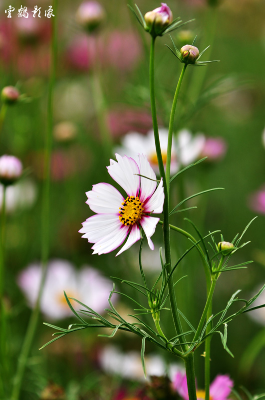 DSC_1698.jpg