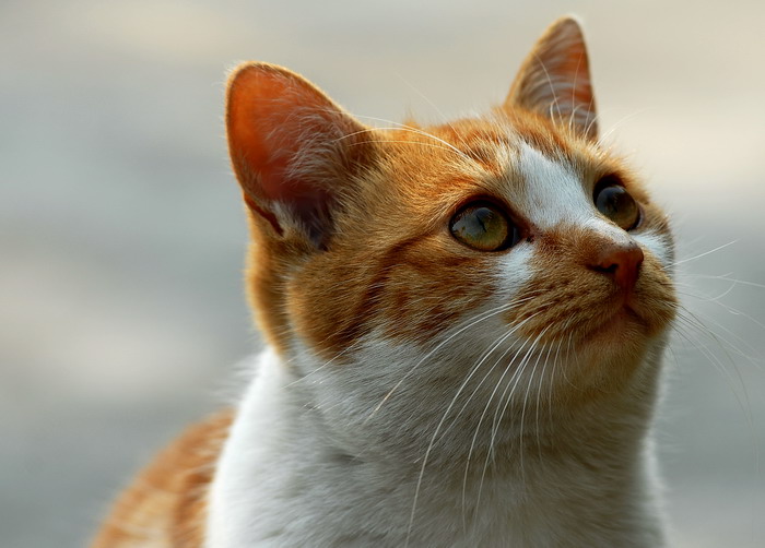 DSC_0140a.jpg